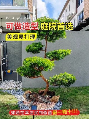 耐寒罗汉松树苗庭院大型绿植物地栽别墅盆景四季常青观叶盆栽绿化