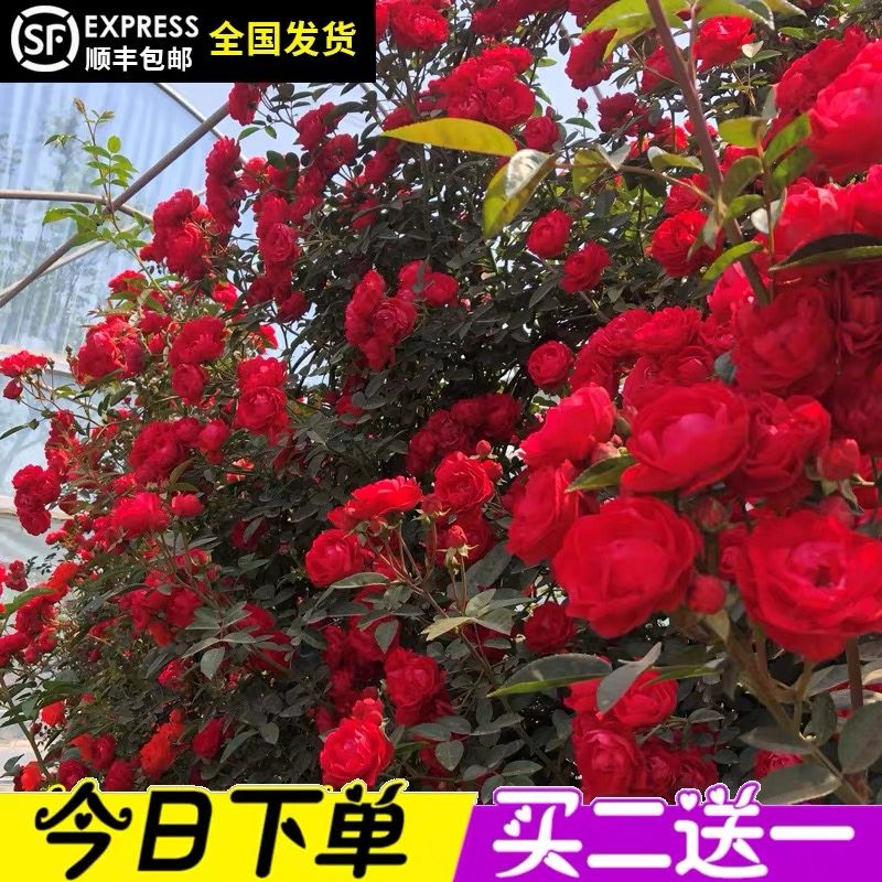 红木香花苗爬藤植物甜蜜黄白木香花树苗庭院四季开花大苗盆栽花卉