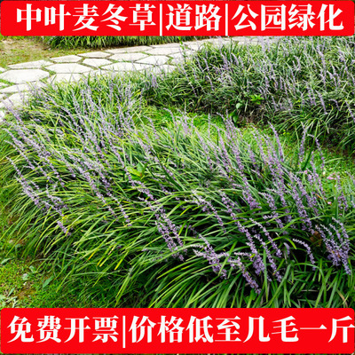 中叶麦冬草庭院绿化麦冬草苗花坛植物耐寒长叶阔叶麦冬草四季常青