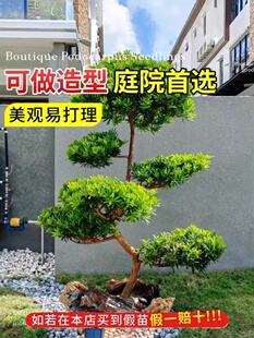 耐寒罗汉松树苗庭院大型绿植物地栽别墅盆景四季 常青观叶盆栽绿化