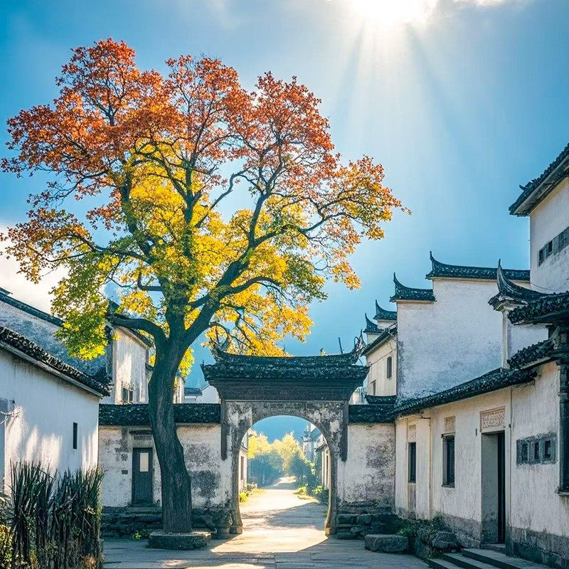 高档庭院别墅大型乌桕树苗室外耐寒耐热花卉多年生彩叶绿化风景树
