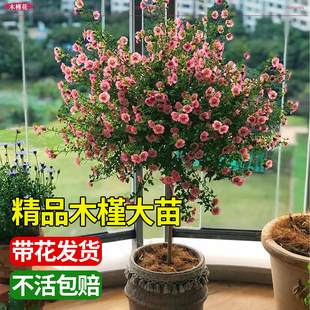 小木槿花苗棒棒糖大树苗花卉植物盆栽室内阳台绿植庭院带花发货