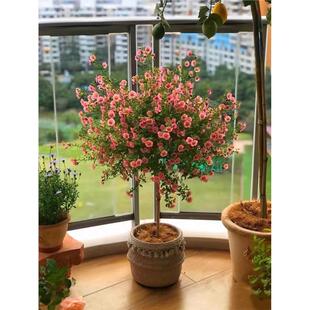 小木槿花苗棒棒糖多年生盆栽庭院阳台四季花卉新手好养带花苞发货