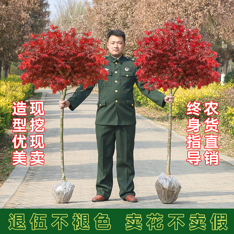 红枫树苗四季中国红庭院美国日本紅舞姬盆景园林绿化植物苗木抗寒怎么看?