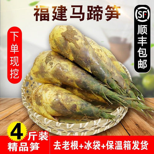 福建宁德现挖马蹄笋脆嫩甜