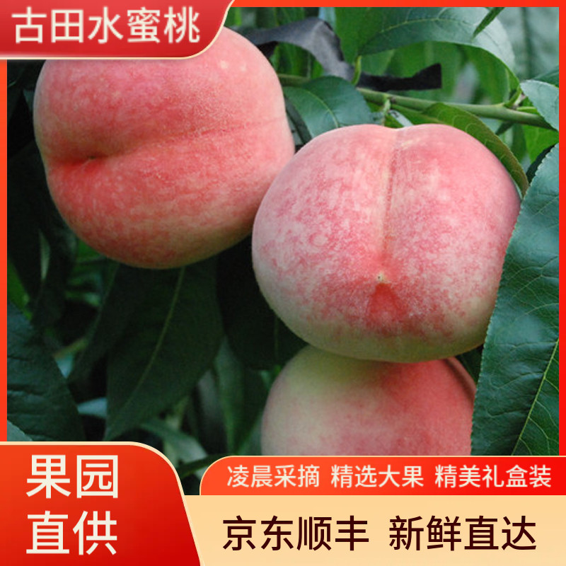 正宗古田白凤桃水蜜桃朝霞桃甜脆桃子应季孕妇现摘现发礼盒装顺丰