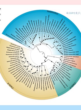 进化树美化/渐变款/只需提供树文件