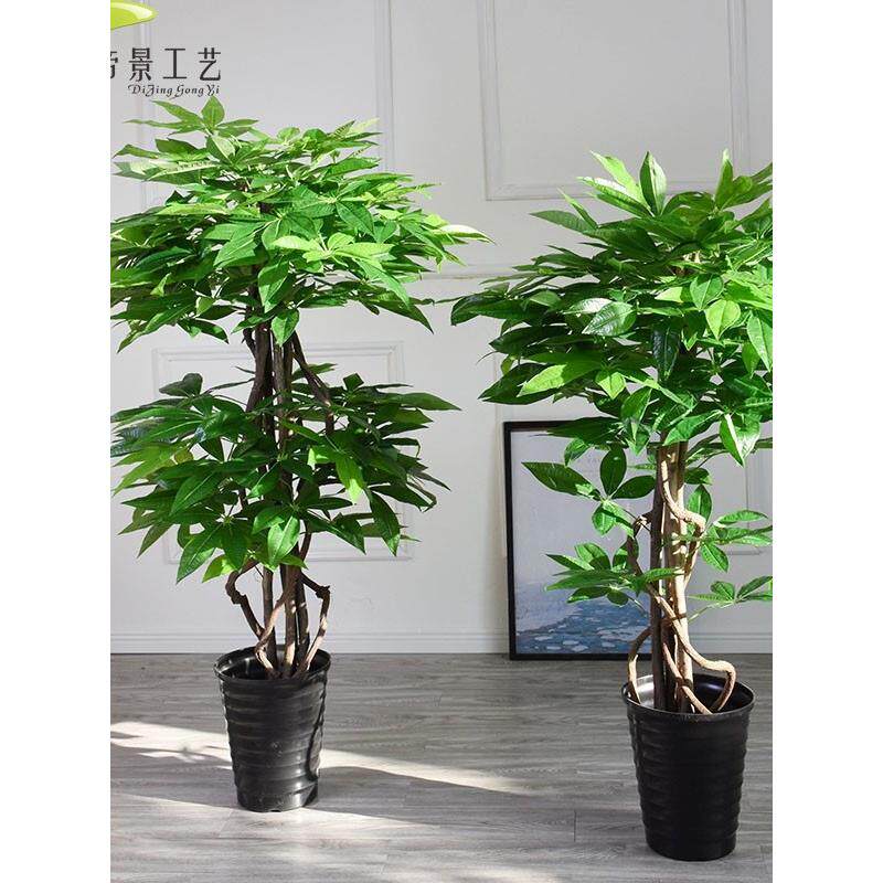图迩发财树盆景真树杆人造植物落地家庭布景花卉入户花园