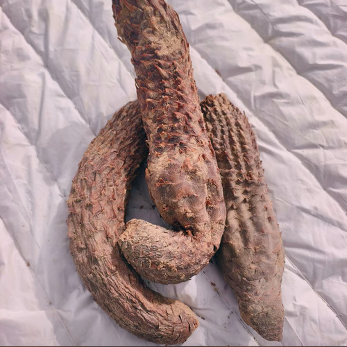 新疆沙漠肉苁蓉干包邮