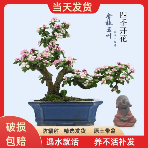 金枝玉叶盆栽老桩悬崖桩花盆矮霸