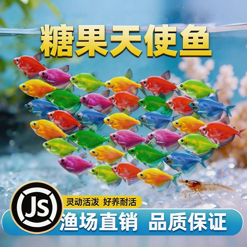 七彩天使观赏鱼斑马小型淡水热带鱼好养耐活糖果天使鱼不褪色包邮