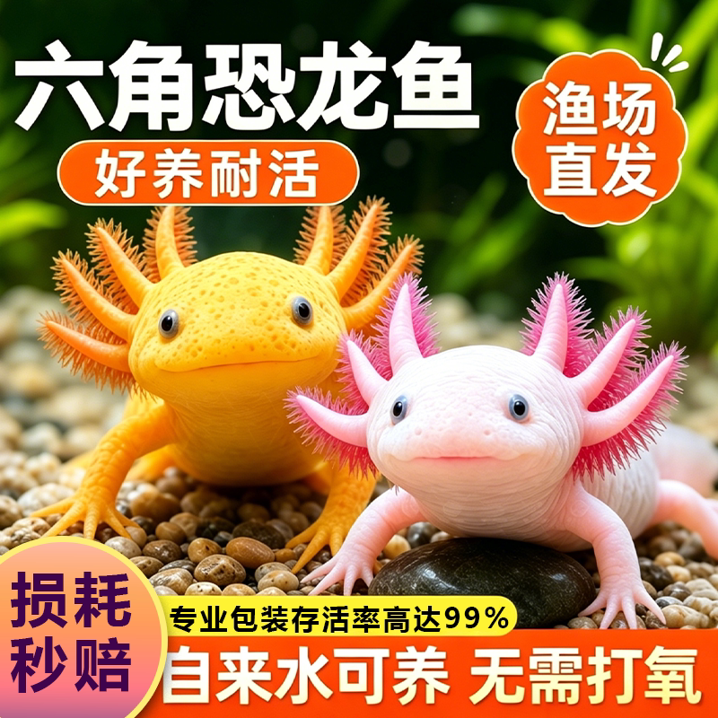 六角恐龙鱼蝾螈宠物活鱼冷水鱼美西螈淡水好养耐活金鱼锦鲤观赏鱼