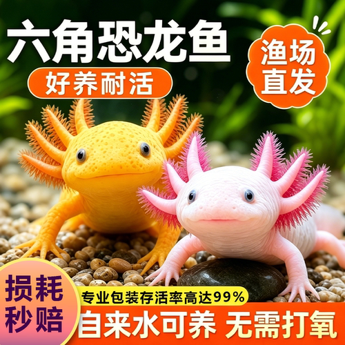 六角恐龙观赏鱼好养冷水淡水