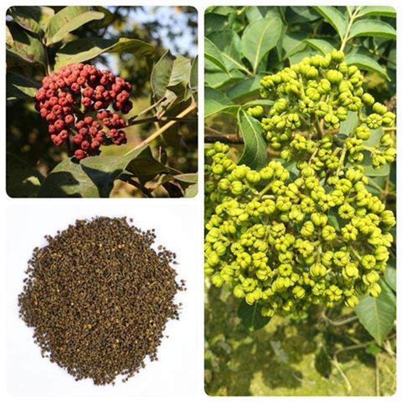 吴茱萸种子种药材种子吴萸茶辣漆辣子臭檀种子臭辣子树多年生四季