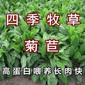 将军菊苣种子 肥猪菜种子 菊苣牧草种子 鸡鸭鹅鱼兔爱吃猪草种孑