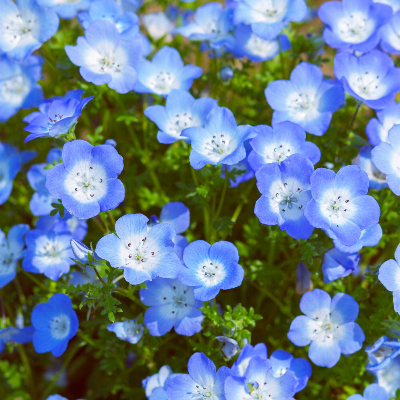喜林草种子易活粉蝶花种籽四季播种开花庭院花种子喜阳光耐寒耐热
