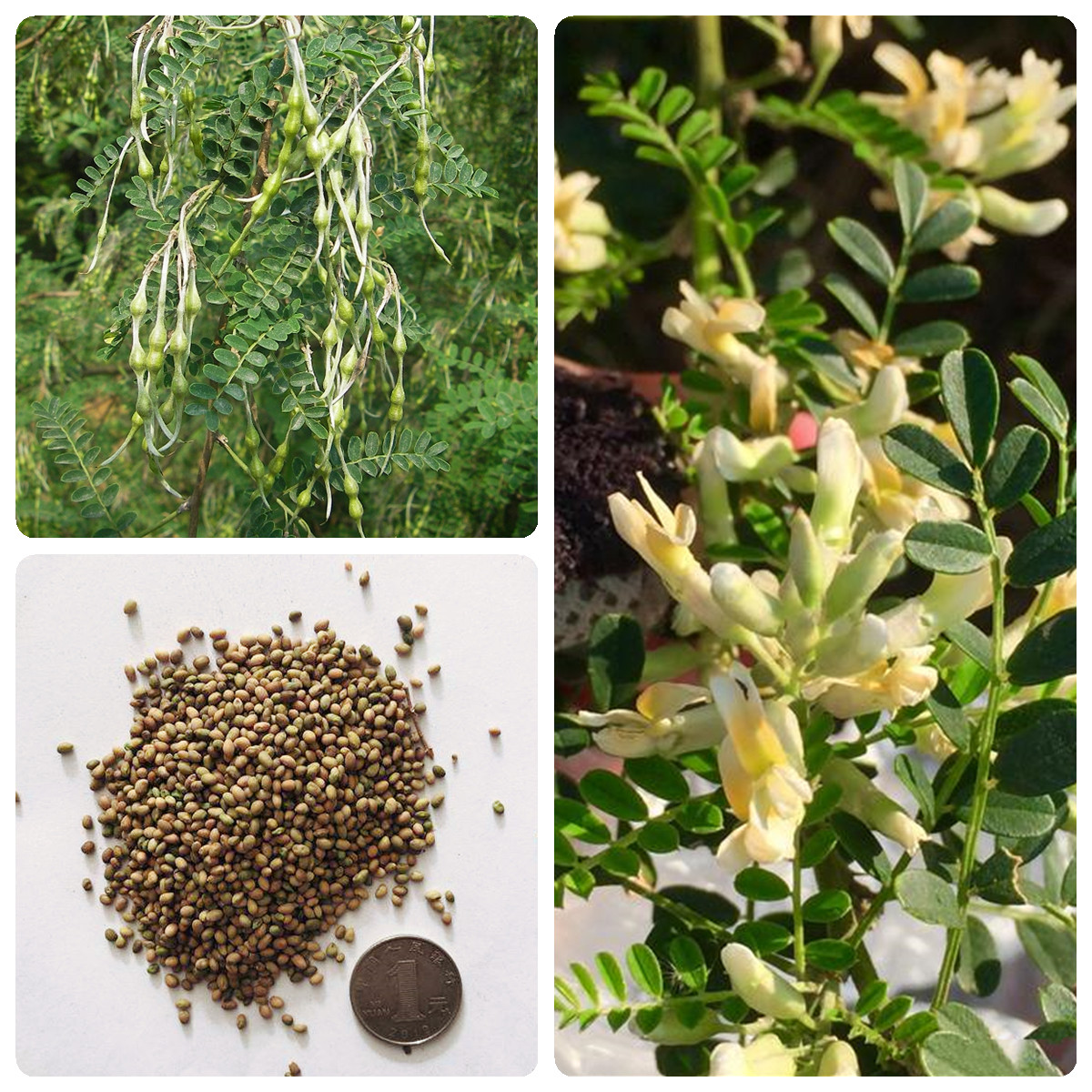 苦刺花种子狼牙刺种子铁马胡烧种子白刺花种子护坡灌木种籽耐干旱