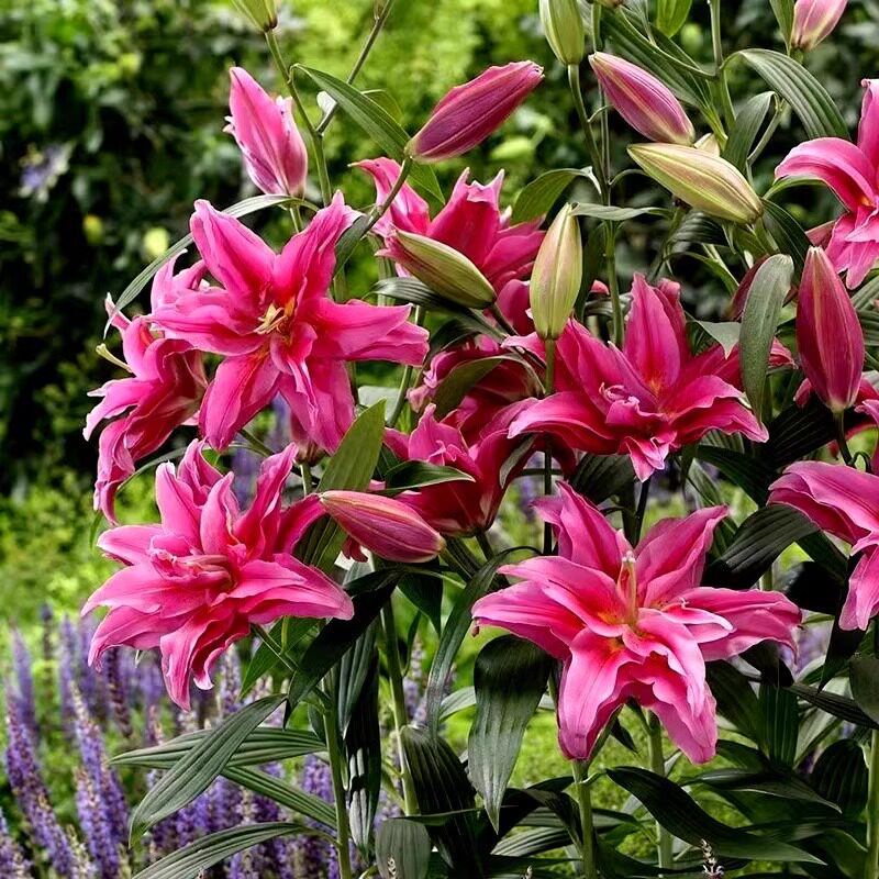 进口重瓣香水百合种球阳台庭院室外鲜花种四季花卉百合花盆栽现货