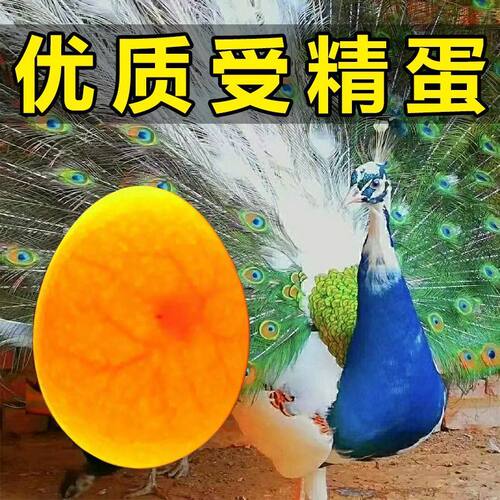 蓝白花孔雀蛋受精蛋种蛋可孵化苗一对公母家养陪伴宠物活体观赏鸟