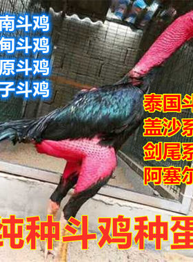 纯种越南鬼子斗鸡种蛋可孵化受精蛋泰国缅甸剑尾大冠中原比赛用
