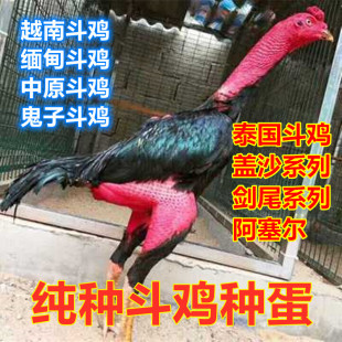 纯种越南鬼子斗鸡种蛋可孵化受精蛋泰国缅甸剑尾大冠中原比赛用