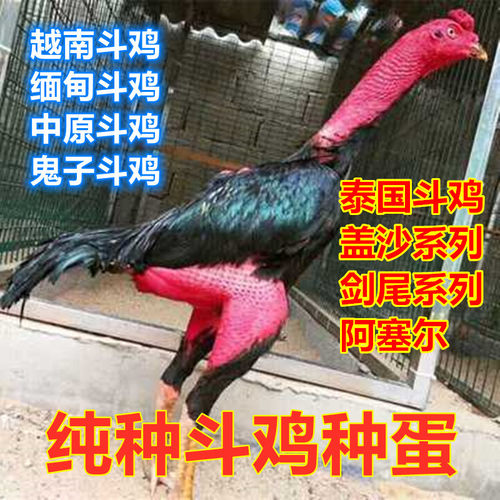 纯种越南鬼子斗鸡种蛋可孵化受精蛋泰国缅甸剑尾大冠中原比赛用