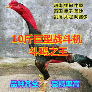 纯种越南鬼子斗鸡种蛋可孵化受精蛋泰国缅甸剑尾大冠中原比赛用