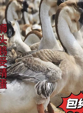 汕头纯种白色灰色狮头鹅种蛋受精卵蛋可孵化白鹅蛋受精鹅蛋新鲜