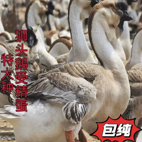 汕头纯种白色灰色狮头鹅种蛋受精卵蛋可孵化白鹅蛋受精鹅蛋新鲜