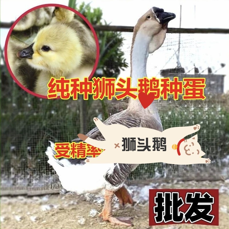 汕头纯种白色灰色狮头鹅种蛋受精卵蛋可孵化白鹅蛋受精鹅蛋新鲜