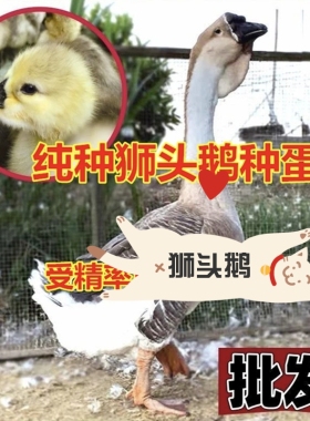 汕头纯种白色灰色狮头鹅种蛋受精卵蛋可孵化白鹅蛋受精鹅蛋新鲜