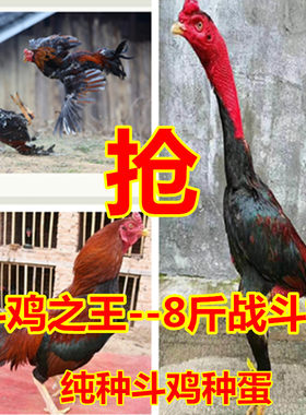 纯种越南鬼子斗鸡种蛋可孵化受精蛋泰国缅甸剑尾大冠中原比赛用