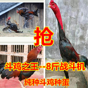 纯种越南鬼子斗鸡种蛋可孵化受精蛋泰国缅甸剑尾大冠中原比赛用