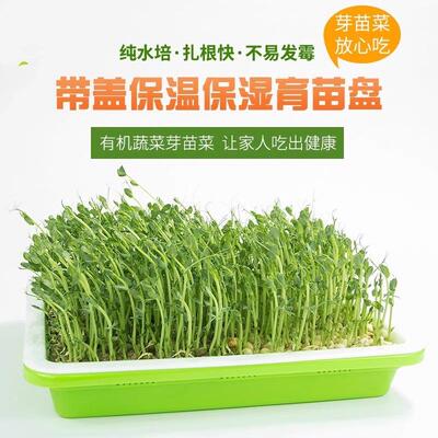 Seedling tray for home use, plastic sprout germination pot f