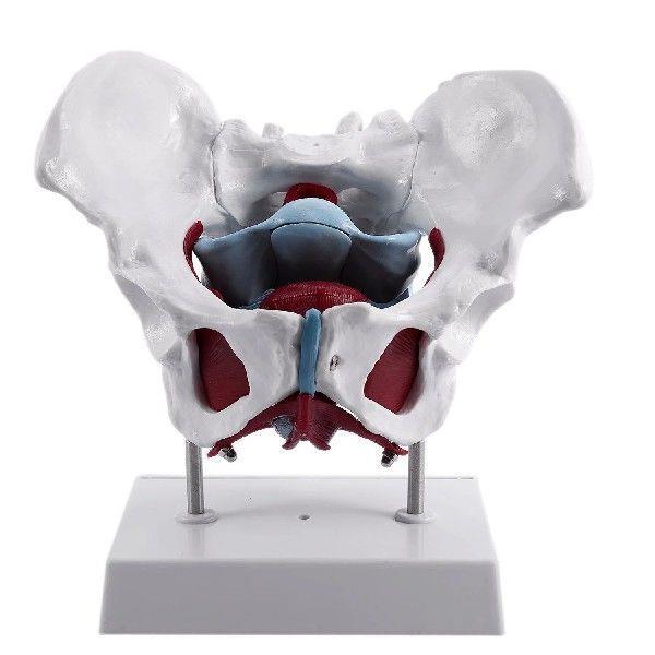Female Pelvis and Reproductive Organs Model Female Bladder