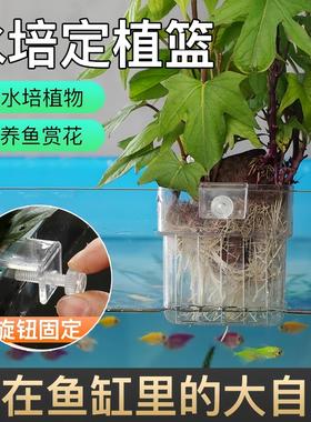 Wall-mounted aquarium hydroponic frame with planting baskets