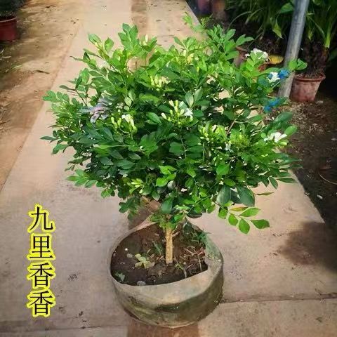 驱蚊九里香老桩盆栽好养清香