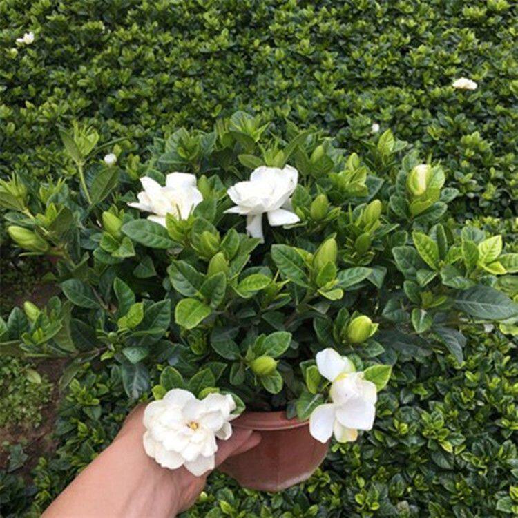 大盆独杆栀子花四季浓香盆栽花卉绿植花卉阳台室内净化空气去甲醛