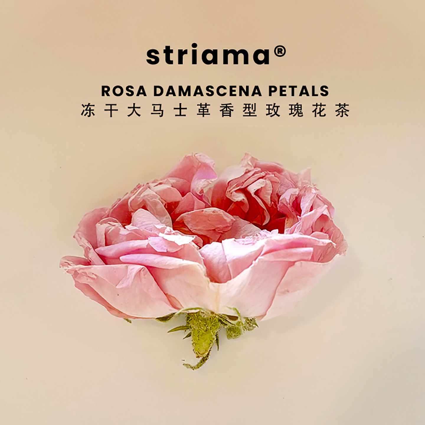 striama冻干大马士革玫瑰花茶花冠大朵大花冠罐装原色无硫农产品,茶,玫瑰花茶,淘宝优惠券,粉丝福利购,淘宝优惠卷