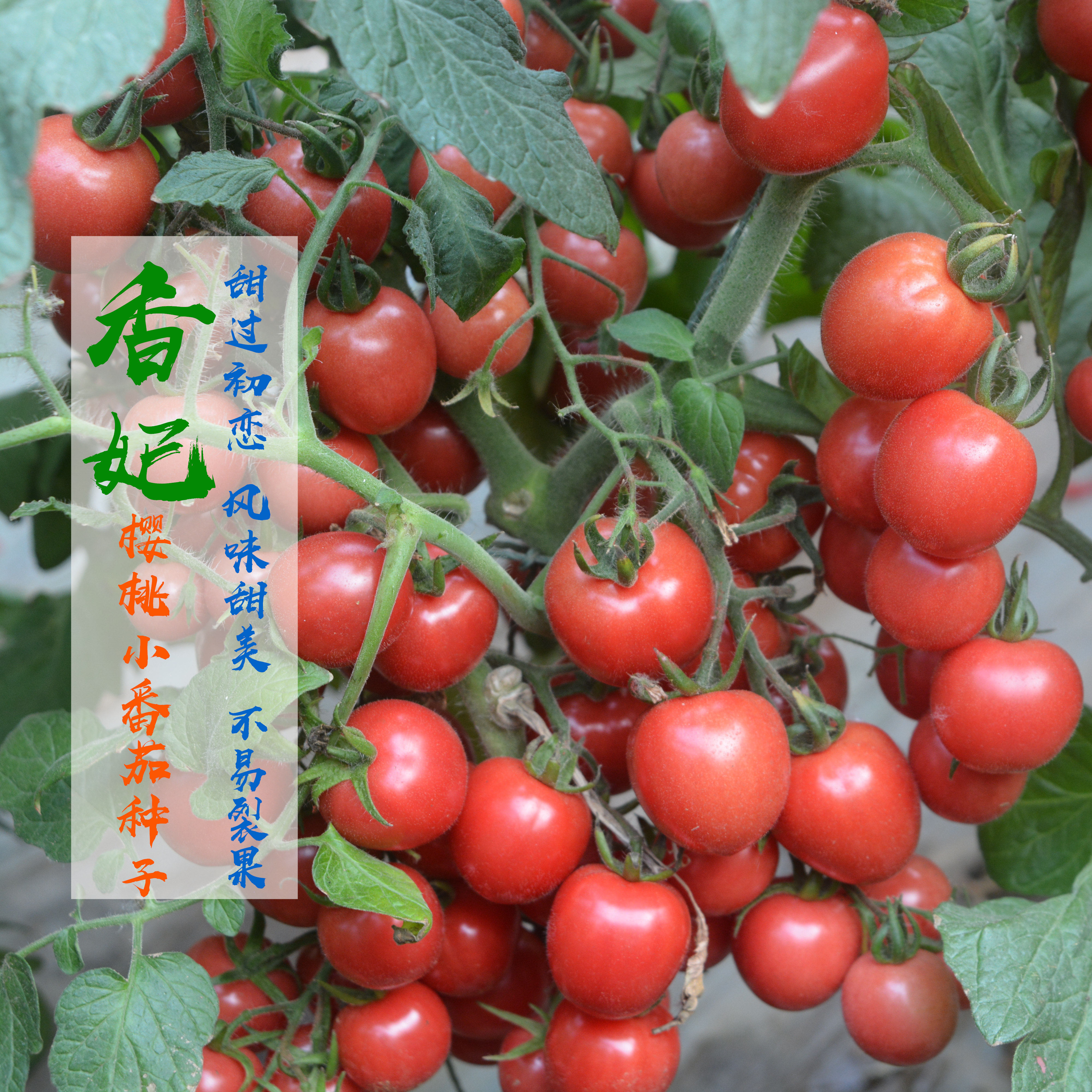 千禧樱桃番茄种子 香妃 圣女果小番茄阳台盆栽四季西红柿种苗丰产