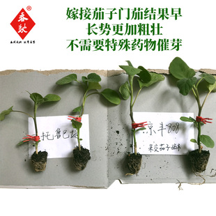 京丰808 杂交野茄子砧木种子 西红柿砧木 茄子小番茄两用嫁接砧木