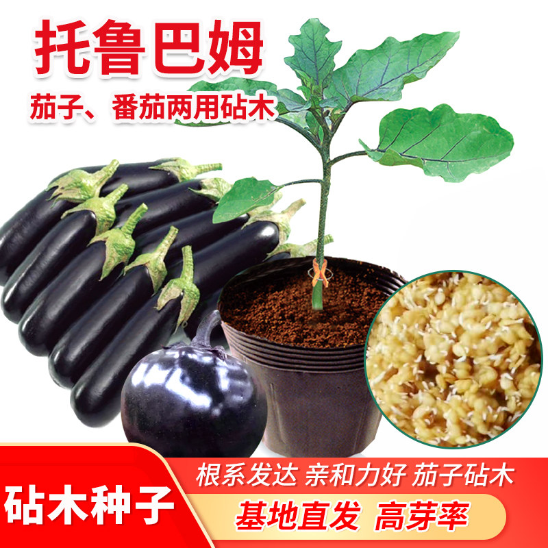 散装托鲁巴姆种子芽率好野生茄子砧木种子番茄茄子嫁接砧木种子