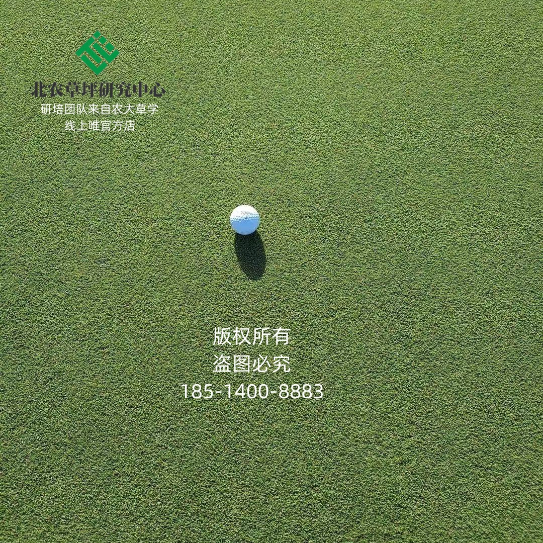 大连草坪四季青结缕草北农草坪