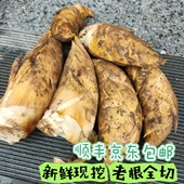 顺丰 毛竹笋黄泥龚浙江杭州富阳春笋甜嫩笋 纯野生新鲜现挖冬笋