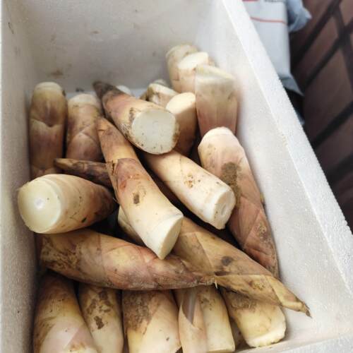 顺丰 浙江富阳临安天目山春笋 矮胖笋嫩芽头笋尖新鲜现挖雷笋竹笋