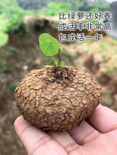 山乌龟爬藤植物千金藤种球绿红藤金不换水培土培盆栽包成活包发芽