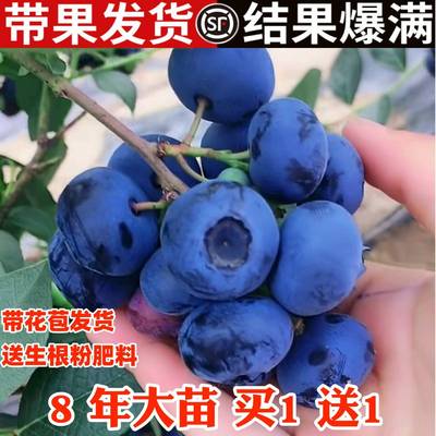 蓝莓树果苗带花带果盆栽地栽庭院果树南方北方种植当年结果蓝莓苗