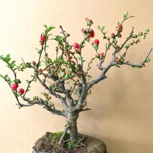 长寿冠鲜花绿植木瓜海棠简单好养植物带花苞室内卧室阳台盆栽