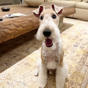 刚毛猎狐梗犬纯种幼犬赛级猎狐梗不掉毛幼犬狗狗