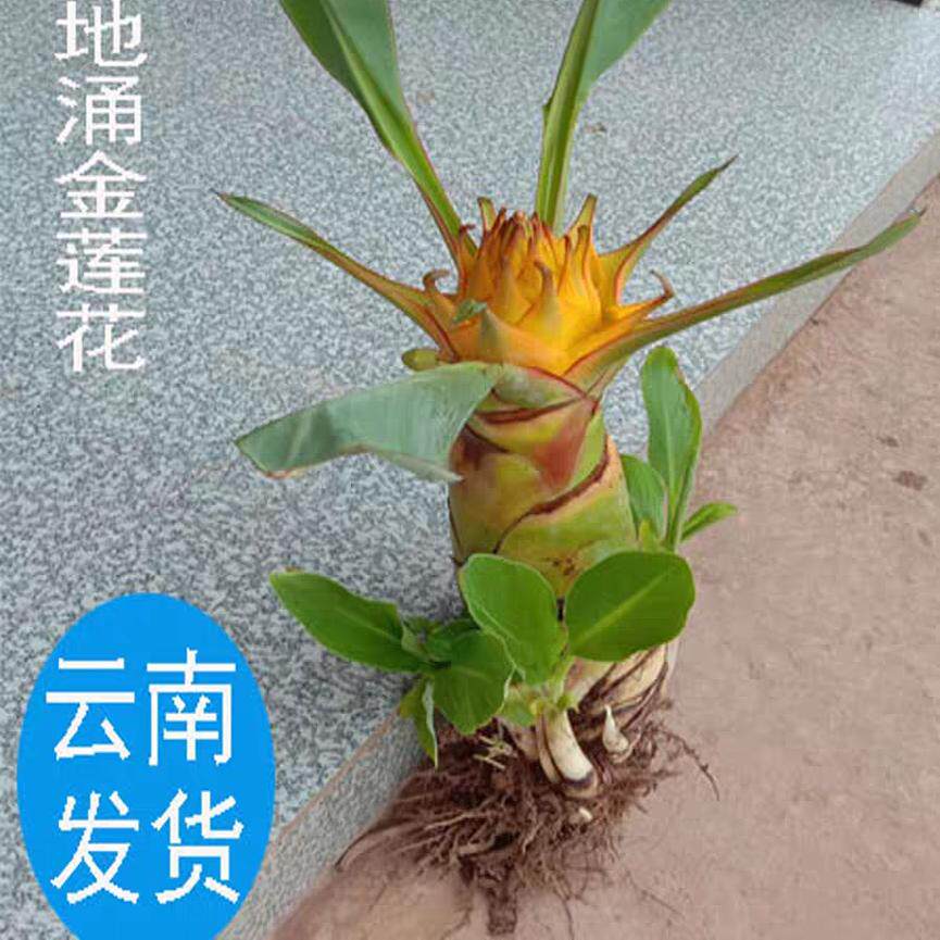 云南地涌金莲绿植千瓣莲花养不死大型盆栽地莲花懒人花苗产地直发